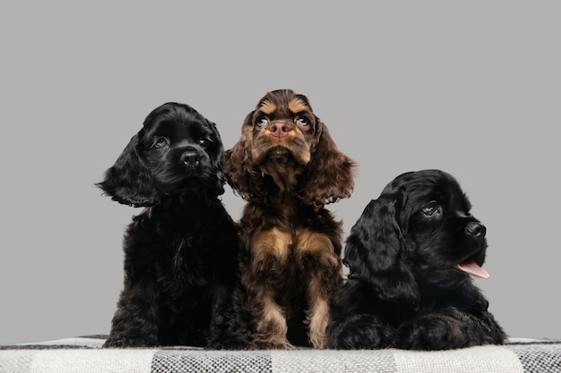 Cachorros de cocker spaniel americano posando. Lindos perritos o mascotas de color negro oscuro jugando sobre fondo gris.