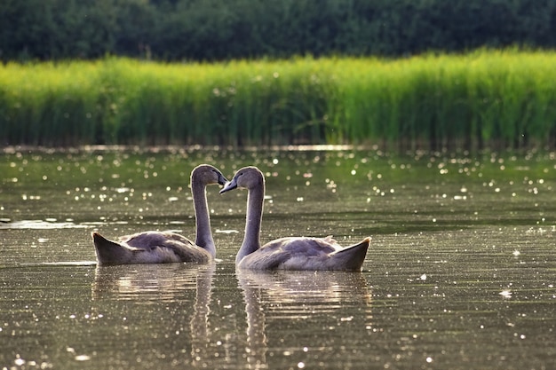 Cachorros hermosos del cisne en el estanque. Hermoso fondo de color natural con animales salvajes. Primavera.