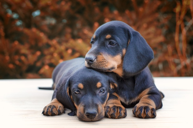 Cachorros de perro salchicha juntos