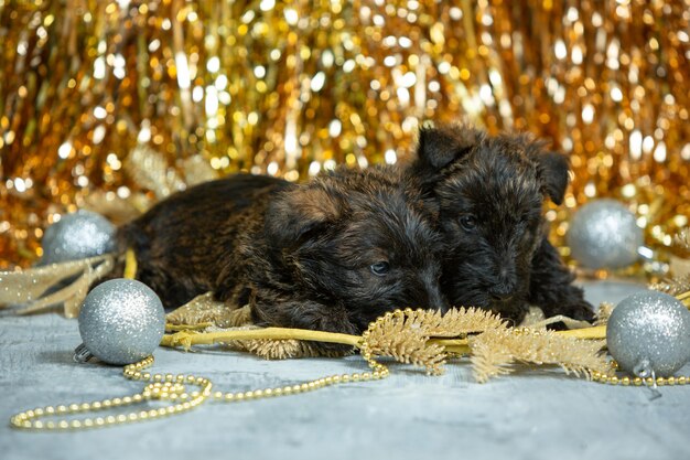 Cachorros de terrier escocés posando. Lindos perritos negros o mascotas jugando con la decoración de Navidad y Año Nuevo. Se ve lindo. Foto de estudio. Concepto de vacaciones, tiempo festivo, humor de invierno. Espacio negativo.