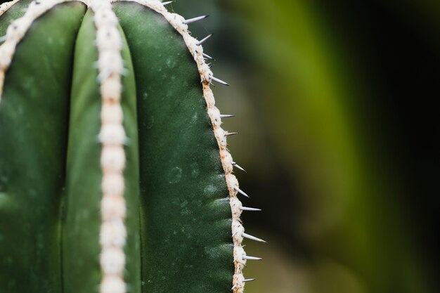 Cactus con agujas blancas