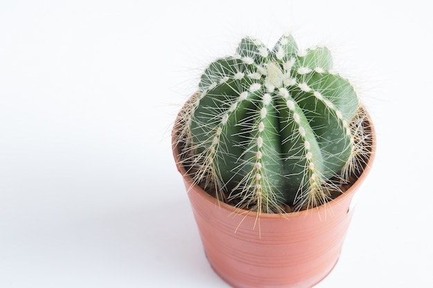 Cactus aisladas sobre fondo blanco con espacio de copia