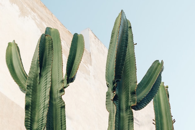 Cactus al aire libre