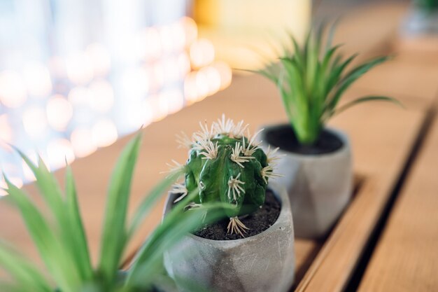 Cactus y aloe en macetas pequeñas