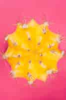 Foto gratuita cactus amarillo en rosa