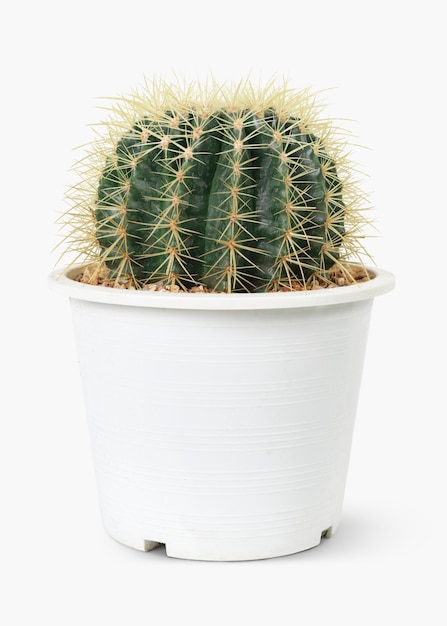 Cactus barril dorado en una olla blanca