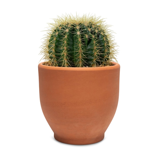 Cactus de barril pequeño en una maceta de barro