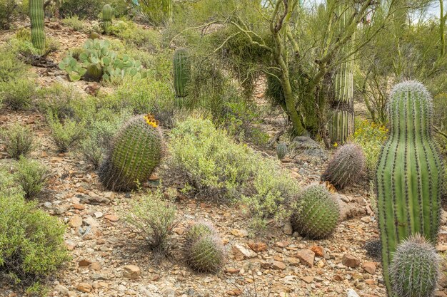 Cactus de barril
