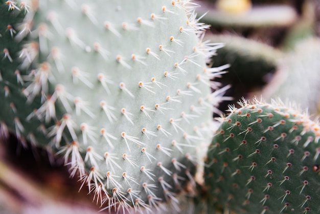Cactus de cerca