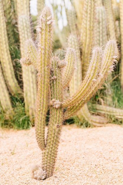 Cactus creciendo en el desierto