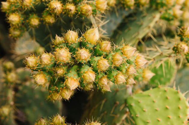 Cactus creciendo en el jardín