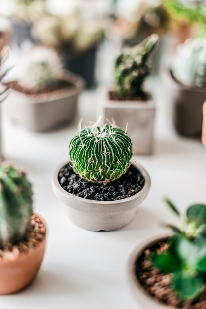 Cactus creciente botánica naturaleza ambiental espina concepto