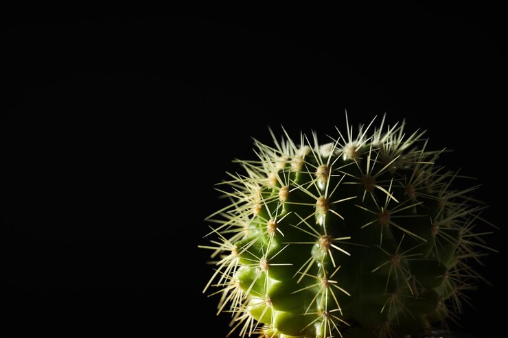 Cactus para el cultivo de plantas acogedoras en la casa o en el interior