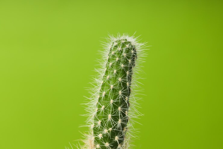Cactus para el cultivo de plantas acogedoras en la casa o en el interior