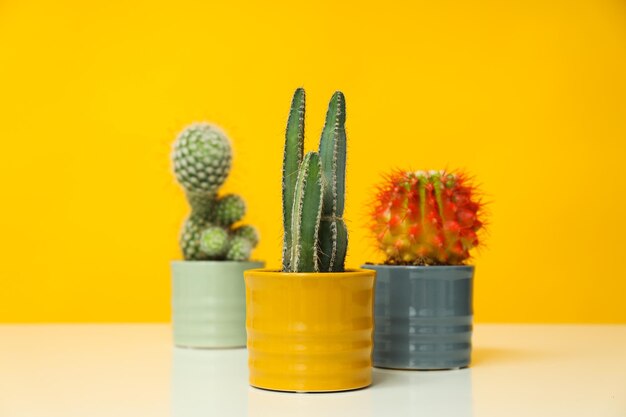 Cactus para el cultivo de plantas acogedoras en la casa o en el interior