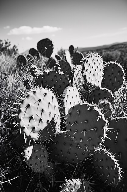 Cactus del desierto blanco y negro