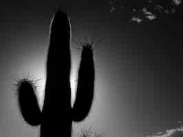 Foto gratuita cactus del desierto blanco y negro