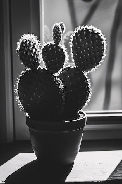 Foto gratuita cactus del desierto blanco y negro