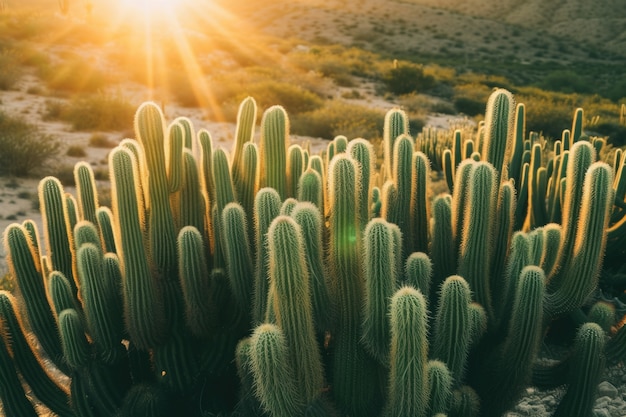 Cactus del desierto en la naturaleza