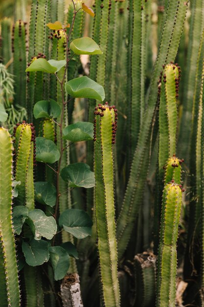 Cactus espigado que crece en campo