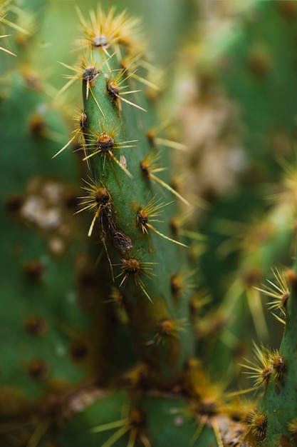 Cactus con espinas amarillas