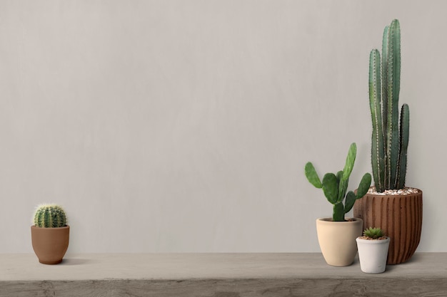 Cactus en un estante por un fondo de pared en blanco