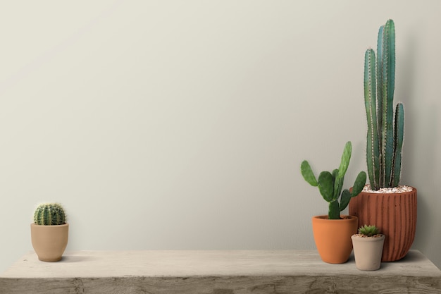 Cactus en un estante por un fondo de pared en blanco