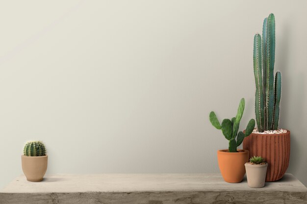 Cactus en un estante por un fondo de pared en blanco