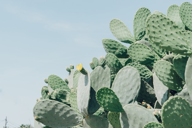 Cactus con flor amarilla