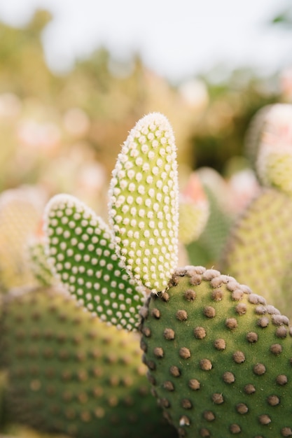 Foto gratuita cactus en flor en la naturaleza