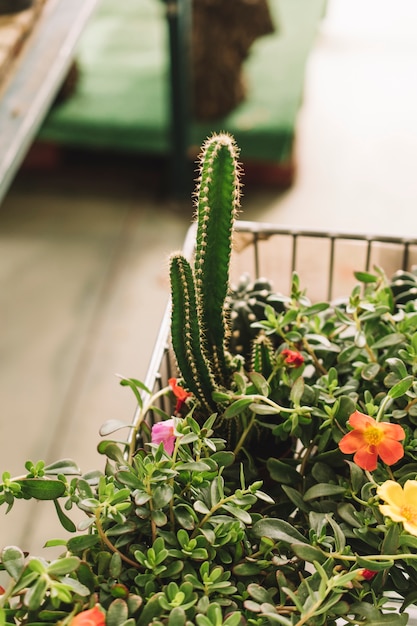 Cactus en invernadero