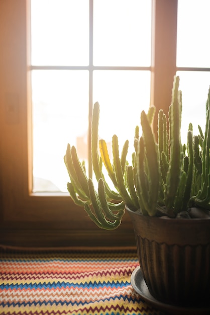 Foto gratuita cactus en maceta en el alféizar de la ventana