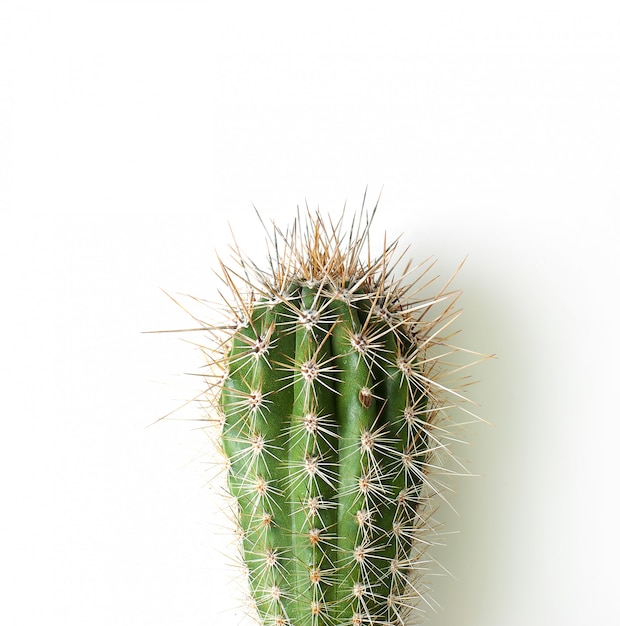 Cactus en una maceta