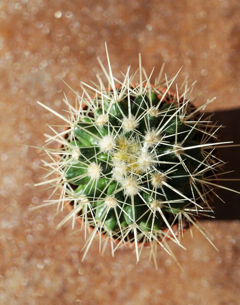 Cactus en una maceta