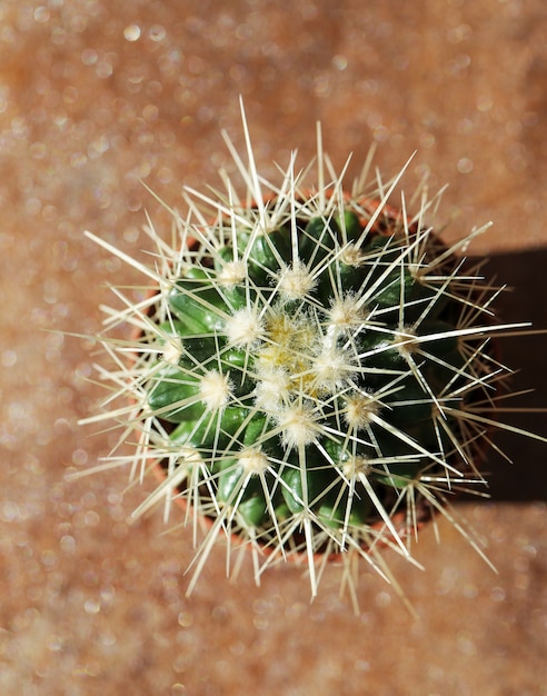 Cactus en una maceta