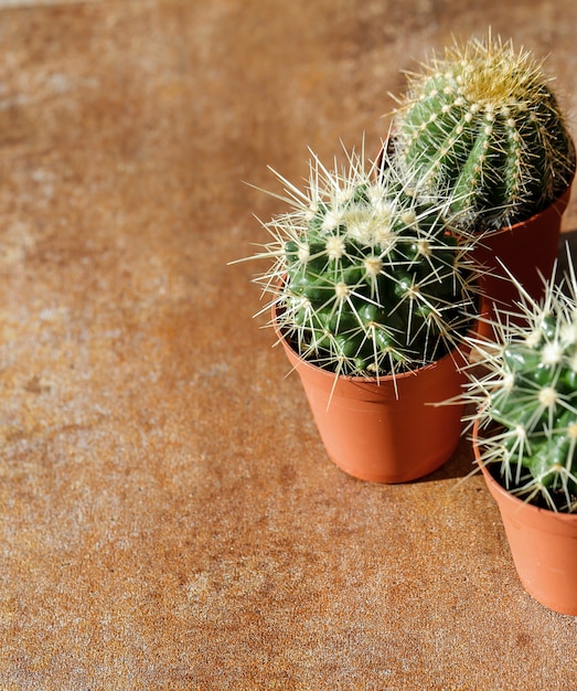 Cactus en una maceta