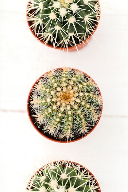 Cactus en una maceta