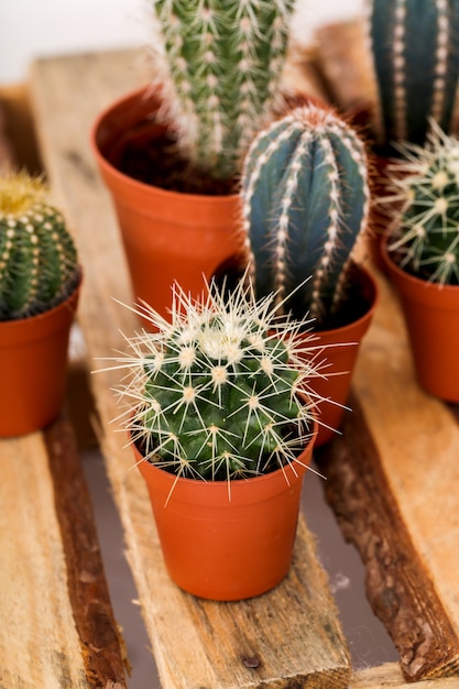 Cactus en una maceta