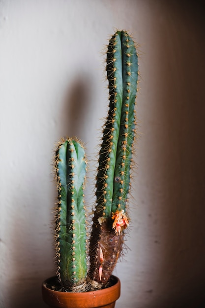 Foto gratuita cactus en maceta