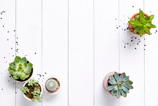 Cactus en macetas y borde suculento plano con espacio en blanco