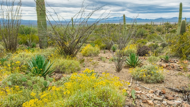 Cactus mixtos en una escena desértica