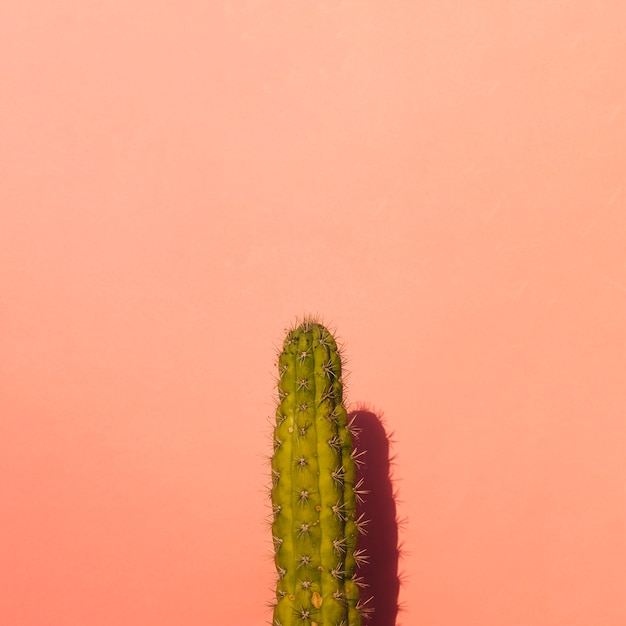 Cactus nopal en el fondo de color