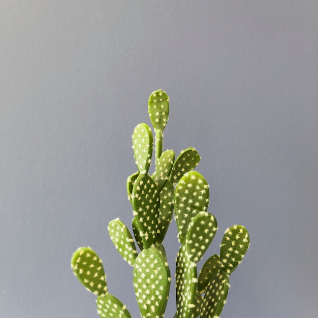 Cactus de oficina