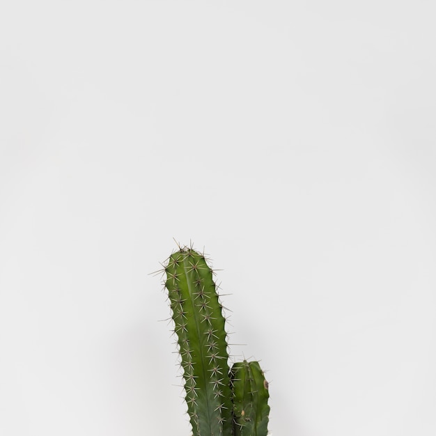 Cactus de oficina