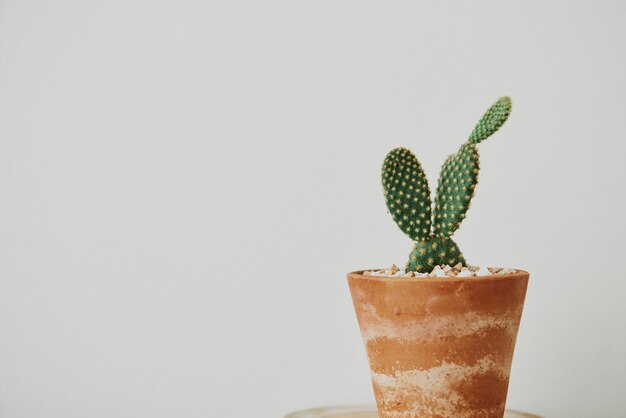 Cactus oreja de conejo en maceta de barro con pátina