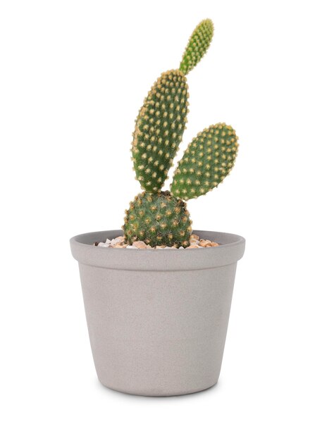 Cactus de orejas de conejo en una maceta gris