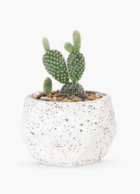 Cactus de orejas de conejo en una olla