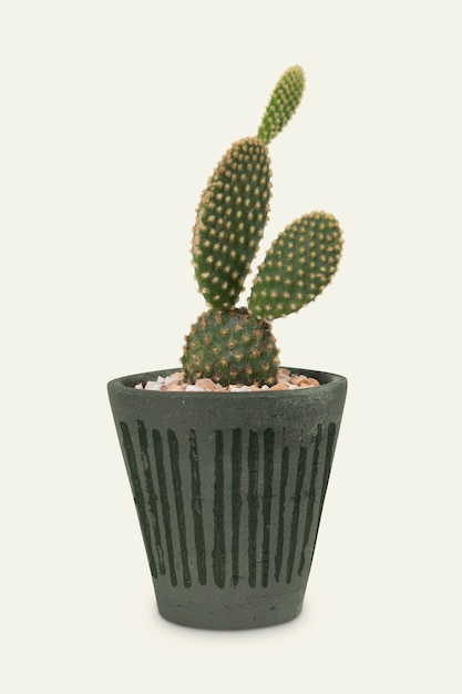 Foto gratuita cactus de orejas de conejo en una olla