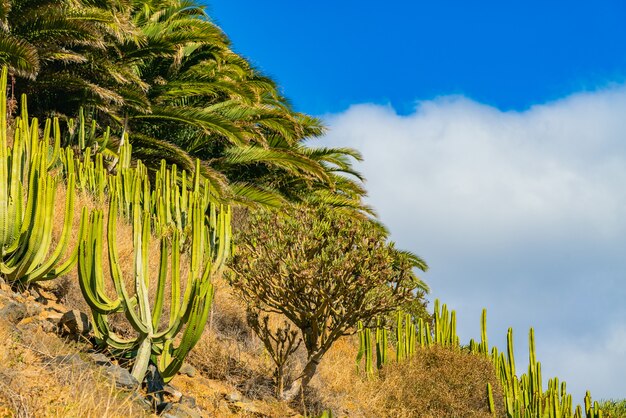 Cactus y palmeras en la colina contra el cielo azul con nubes. Tenerife, españa