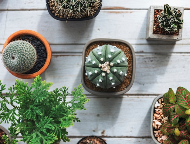 Cactus pequeños en una mesa